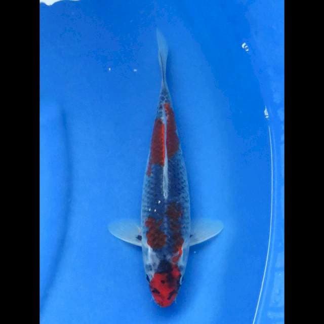 Goshiki 27cm