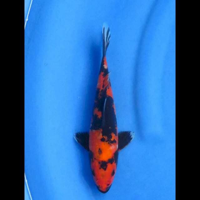 Hiut 24cm