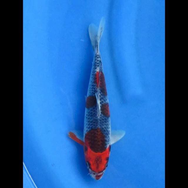 Goshiki 26cm