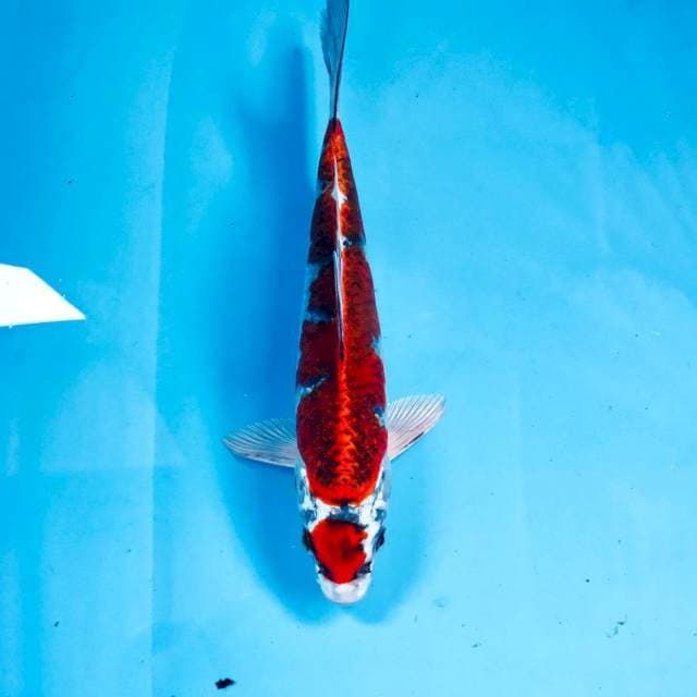 Maruten Kujaku, 23 cm