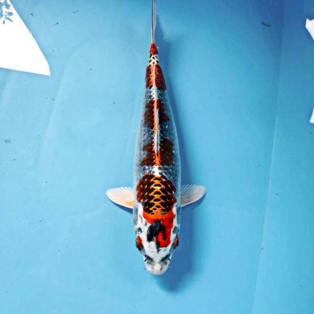 Kujaku, 26 cm