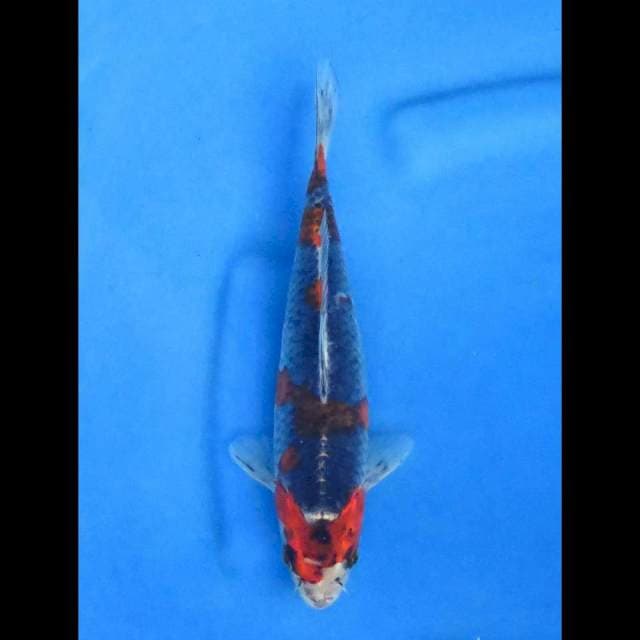 Goshiki 25cm