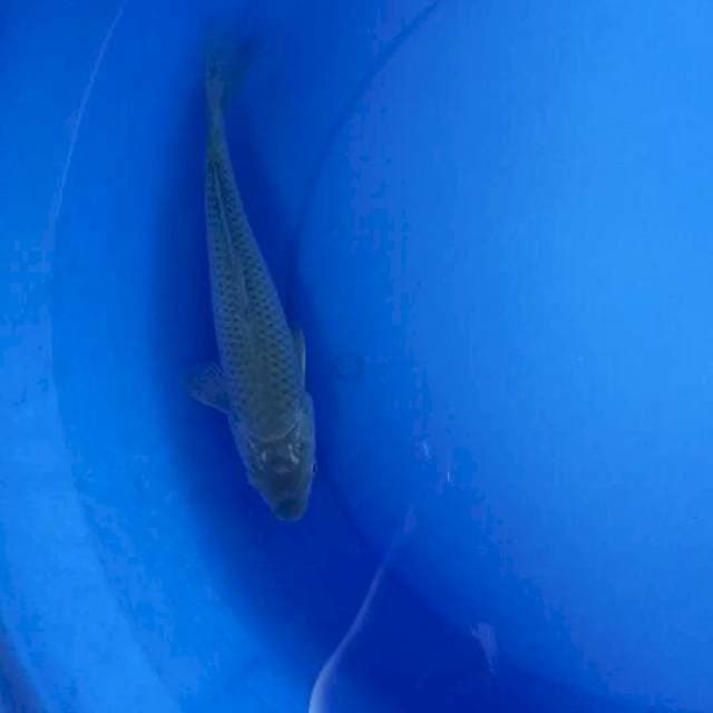 Soragoi 26 cm
