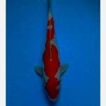 Kohaku doitshu 