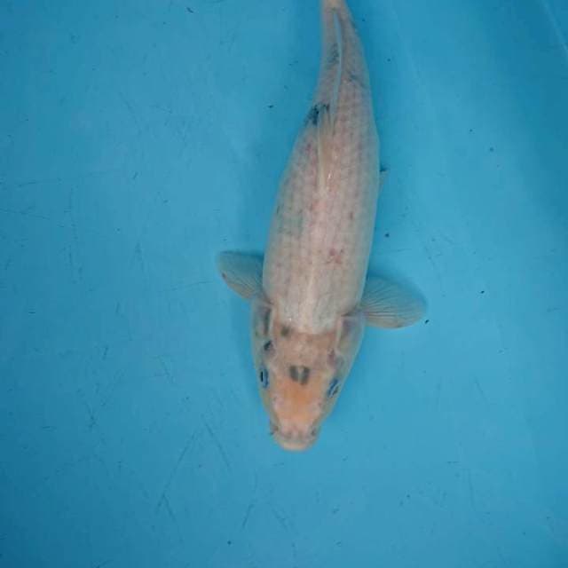 TATEGOI SHiRO 38 cm