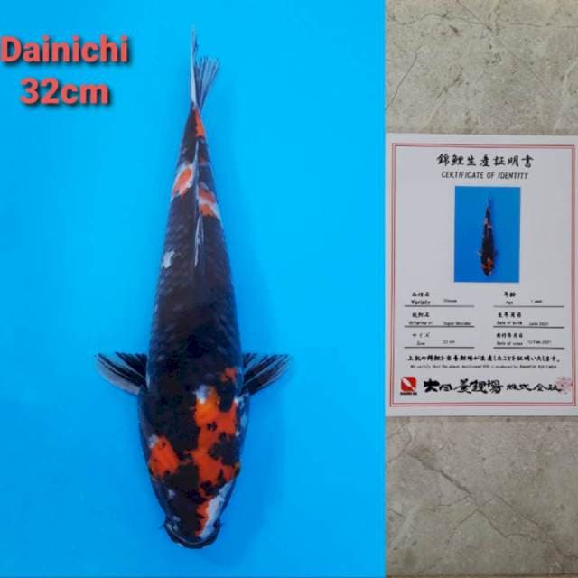 Dainichi Showa Certi