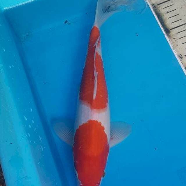 Kohaku