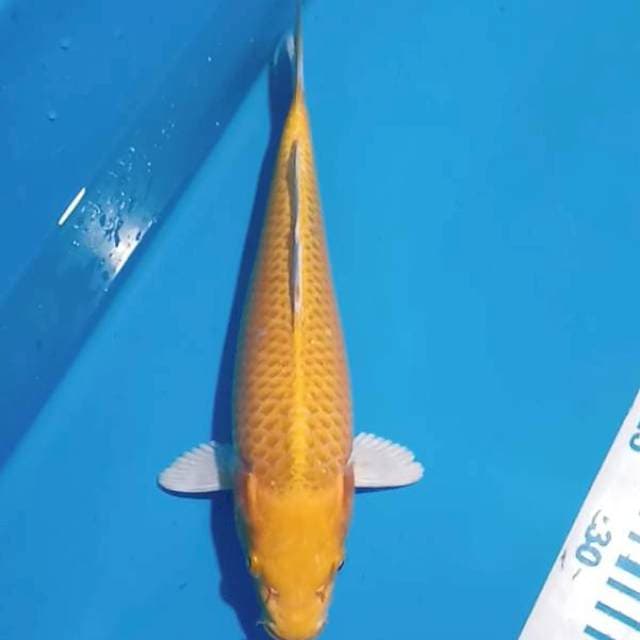 Ogon bersih 28 cm