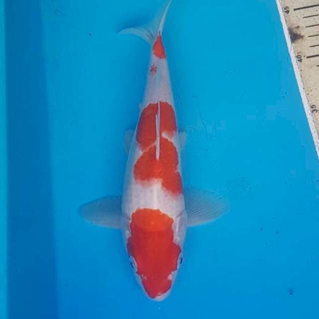 Kohaku 3 step