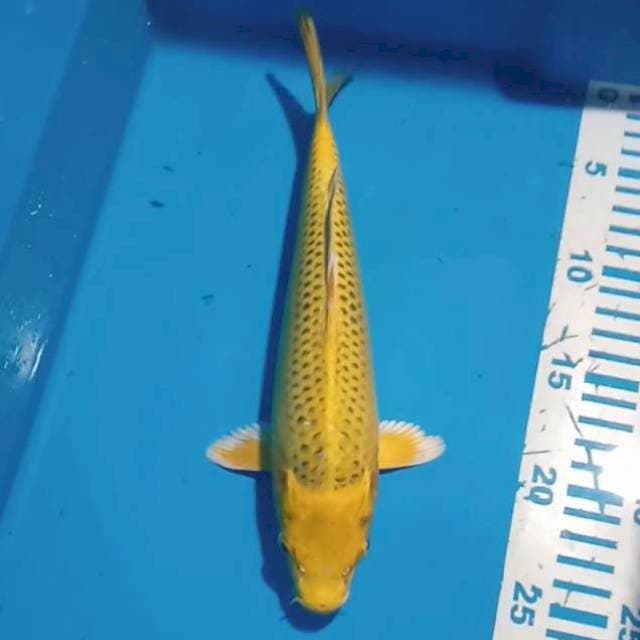 Kin Ki 27 cm