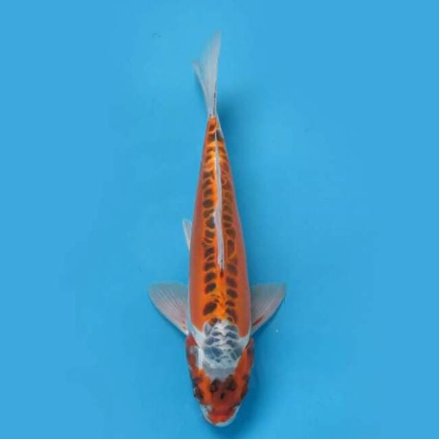 Kikokuryu 36 cm