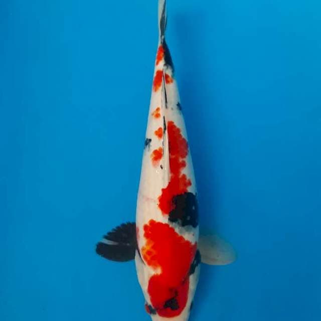Showa sansoku