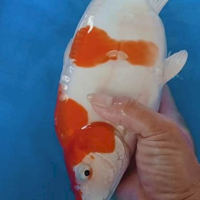 Kohaku Bulky punuk 29cm