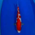 Kohaku