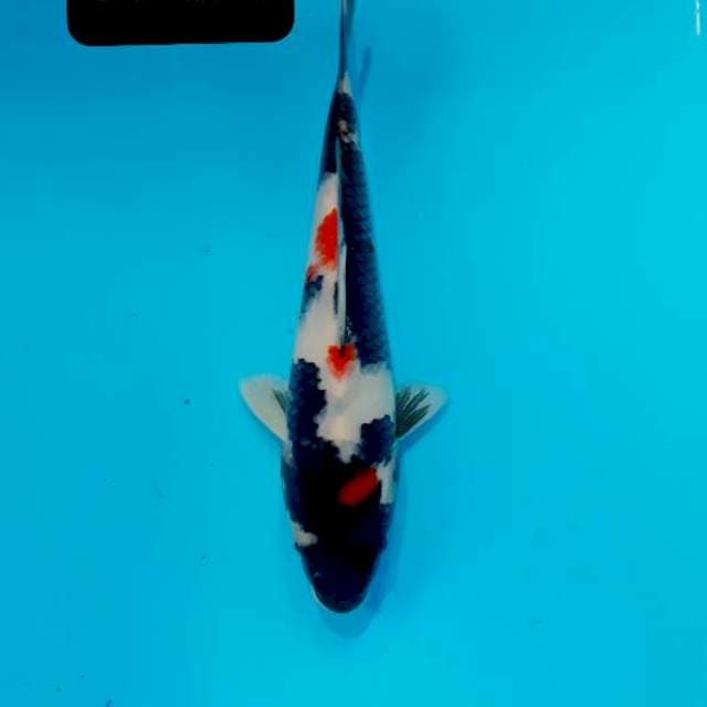 Kindai 22 cm