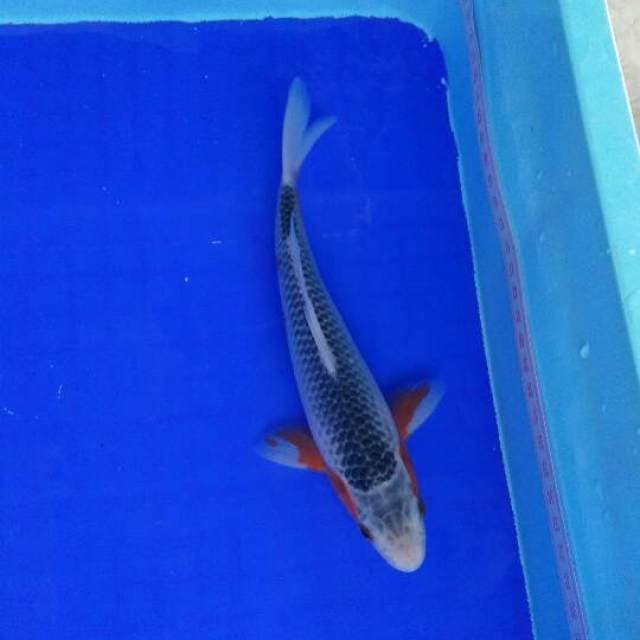 ESKIU ASAGI BLUE