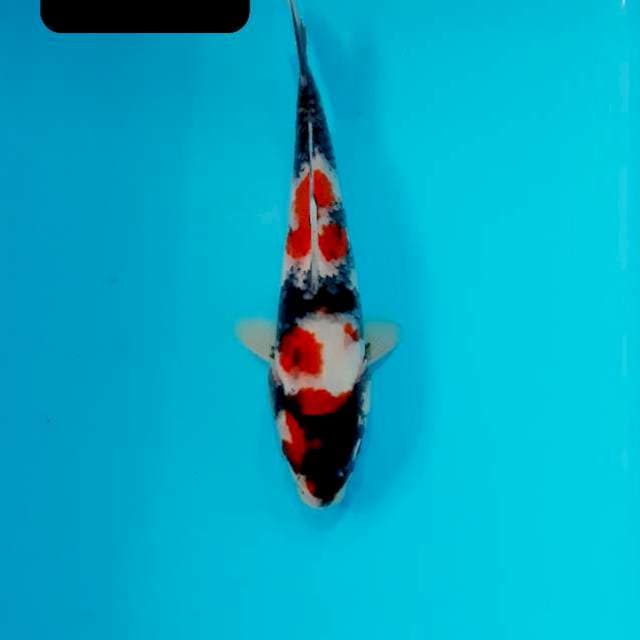 Maruten 20 cm