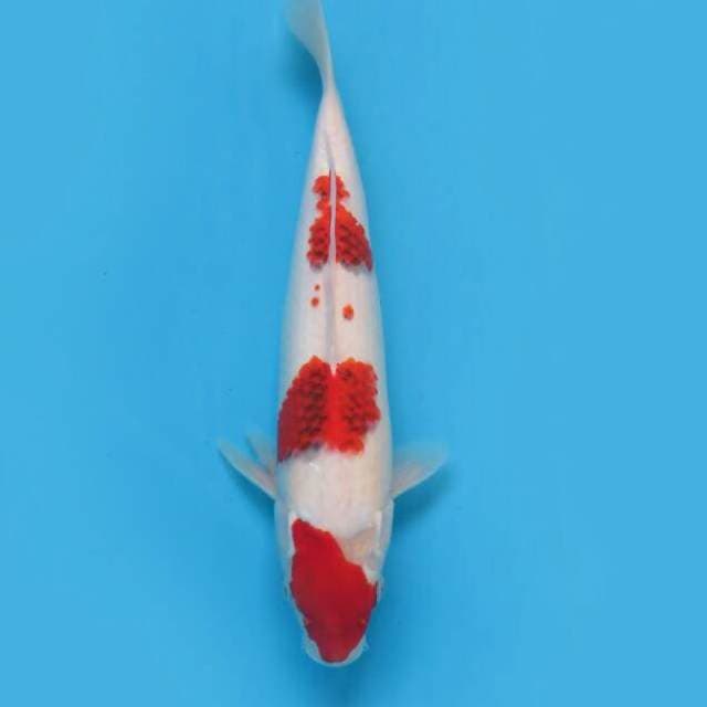 Aigoromo 35 cm
