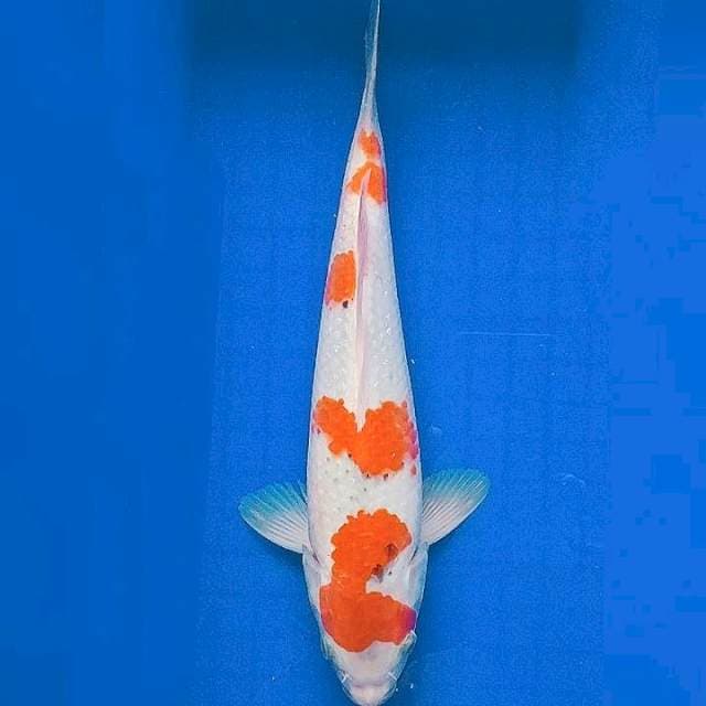 Goshiki 27cm