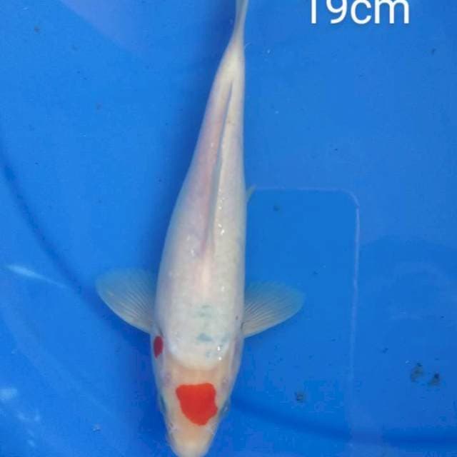 Tancho sanke tategoi 19cm