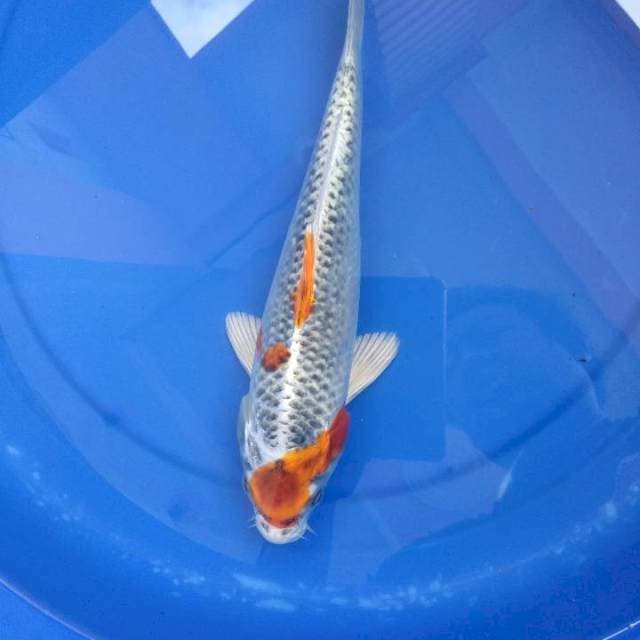 Kujaku 28cm