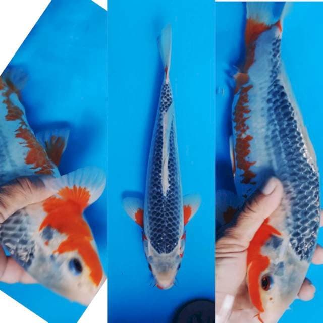 SQ Asagi Jantan 30cm