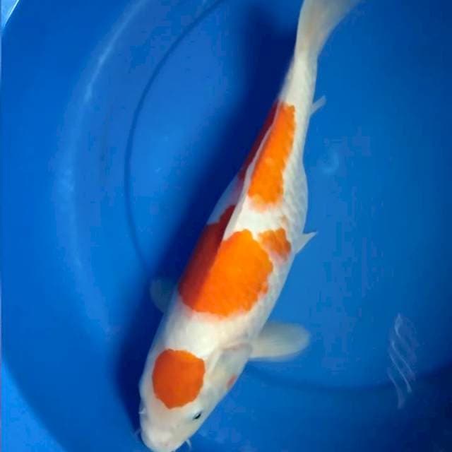 Kohaku Maruten 37cm Gendong telur