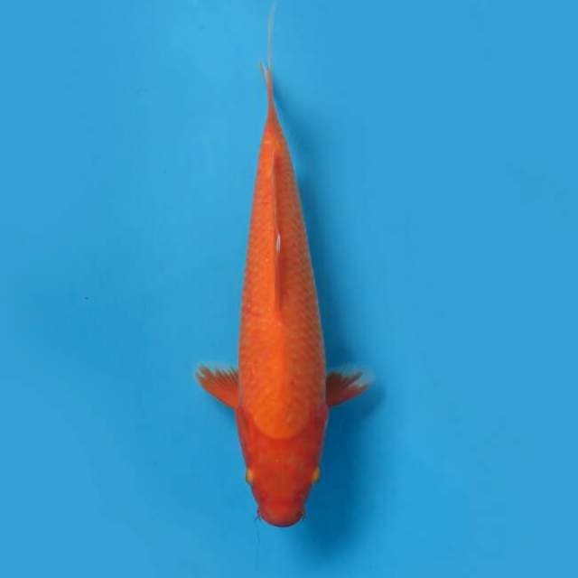 Akahajiro 36 cm