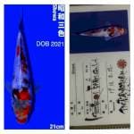 Showa 21cm Isa Koi Farm