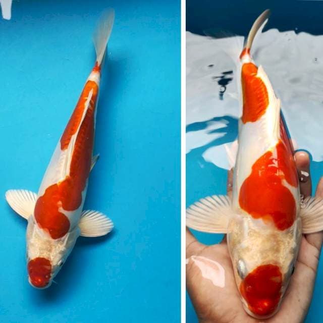 Kohaku maruten doit punuk 28cm male