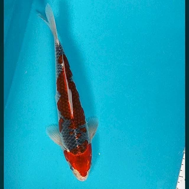 Goshiki strong 29cm
