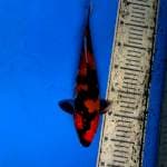 Hi showa 29 cm 