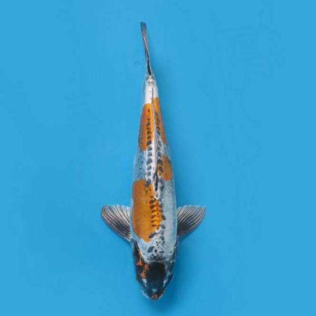 Kikokuryu 40 cm