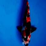 Hi showa 28 cm