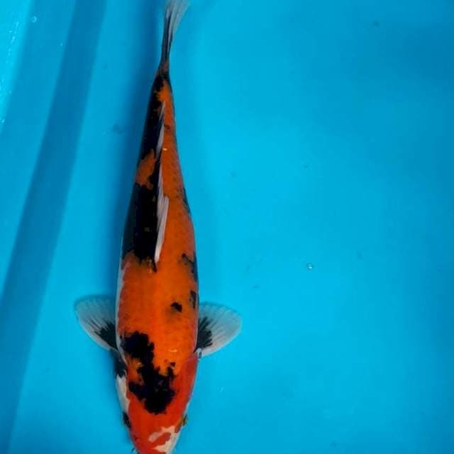 Showa strong 35cm male