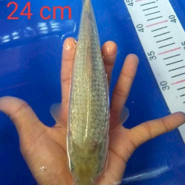 Sogin 24 cm