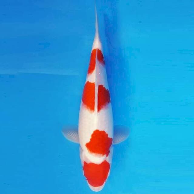 HATORI 1 - KOHAKU 4 STEPS ®