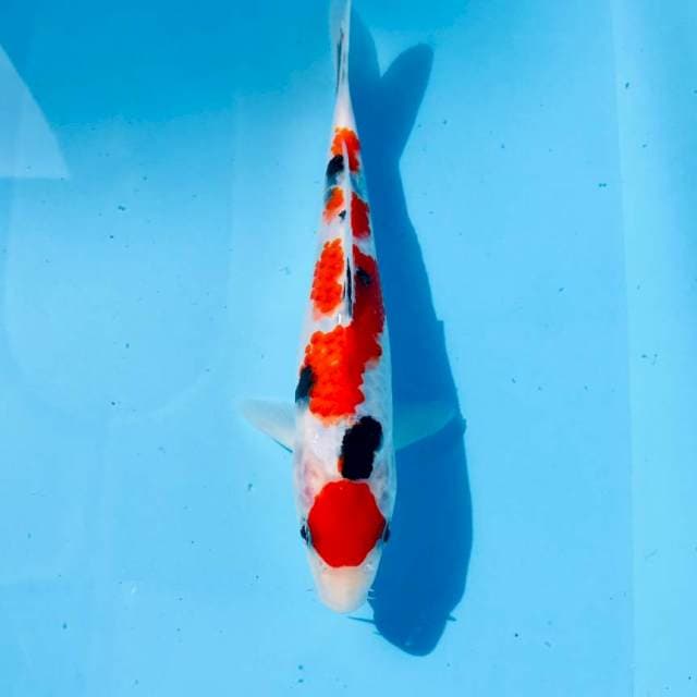Sanke, 22 cm