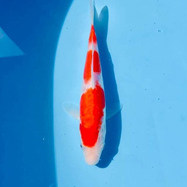 Kohaku doitsu, 20 cm