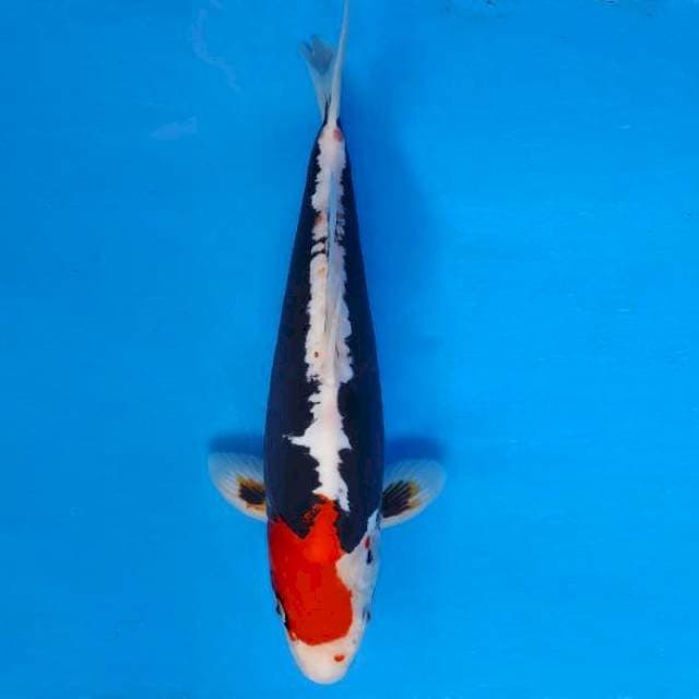 HATORI 4 - BENI KUMONRYU ®