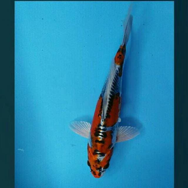 Kikokuryu 31cm