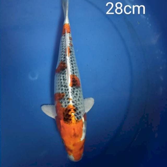 Kujaku 28cm