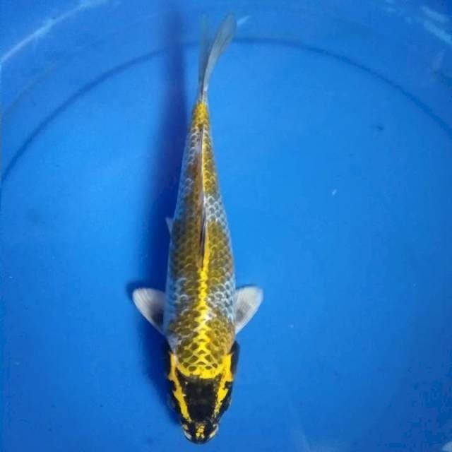 Kin Kujaku 25cm