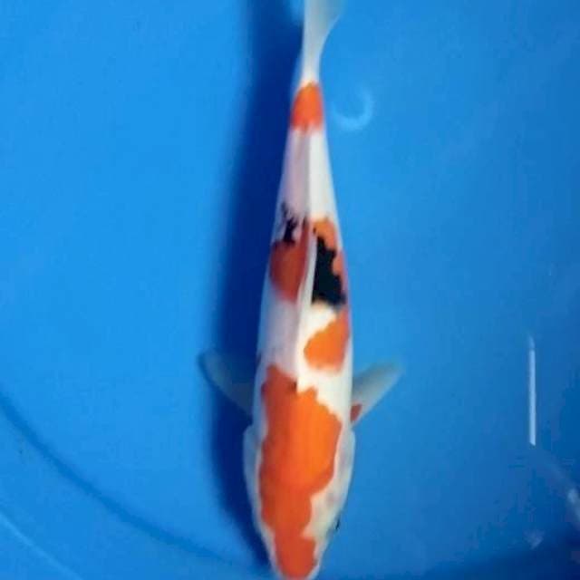 Thaiso sansoku 22cm