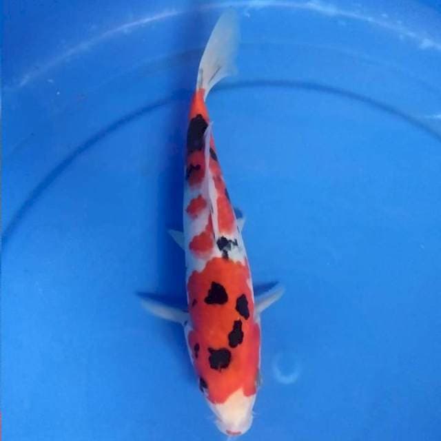 Sanke 23cm