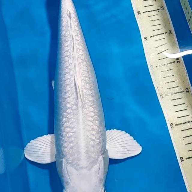 PLATINUM FULL GINDRIN 42 CM F1