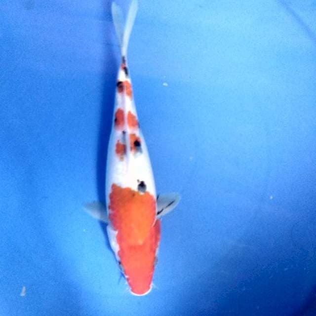 thaiso sansoku 20cm