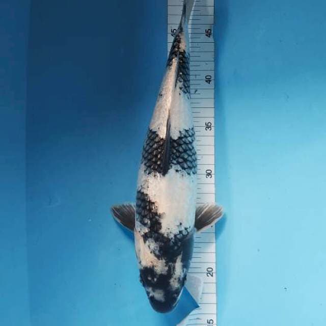 SHIRO GINDRIN 31CM