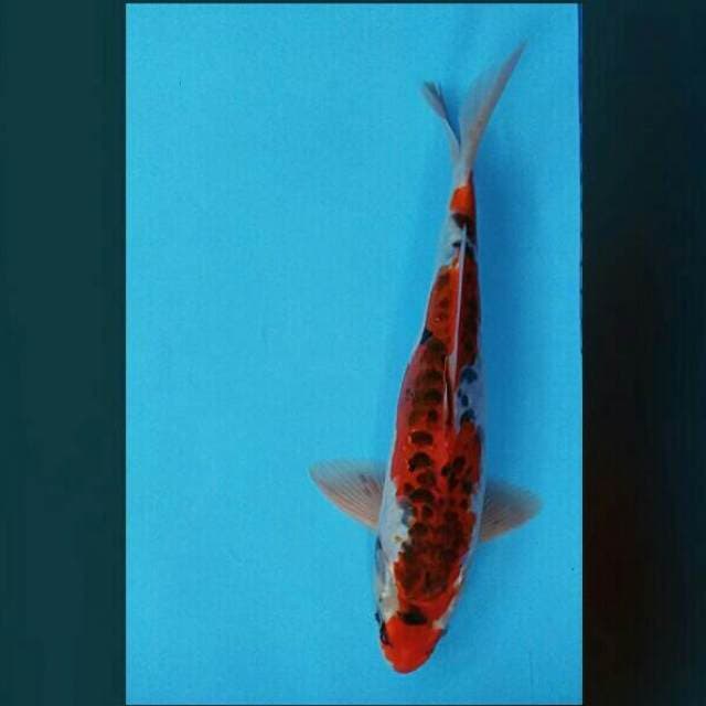 Doitsu aragoke 33cm male
