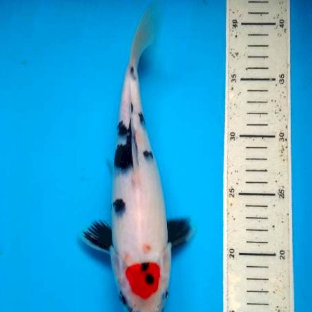 tanco sowa 28 cm